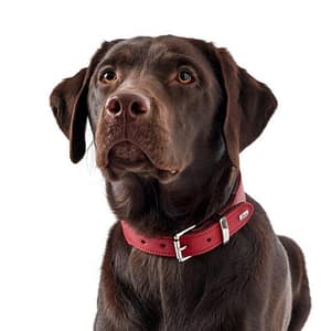 Boston red leather dog collar
