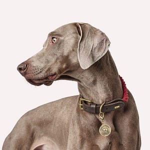 Fabric Dog Collars