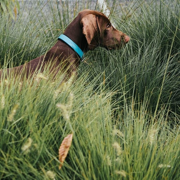 brown dog in nature wearing neoprene comfort turquoise dog collar