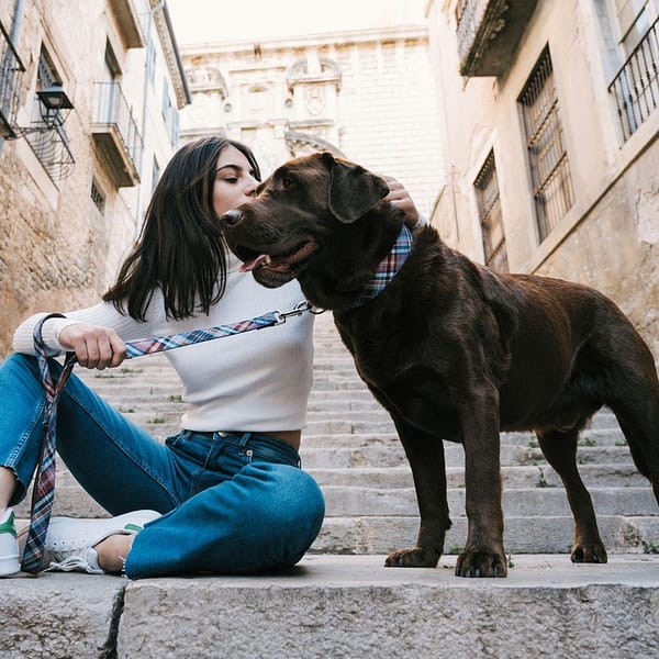 brown dog wearing gosol fabric dog leash and collar