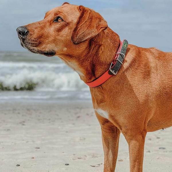 brown dog wearing neoprene comfort turquoise dog collar at the beach