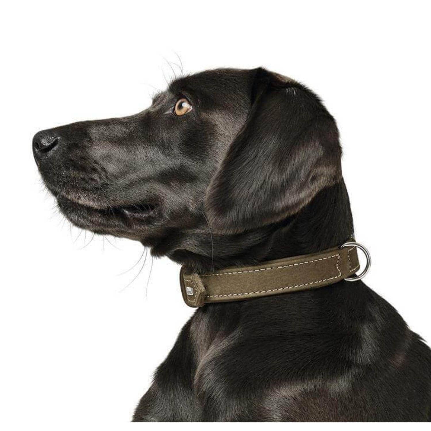 Nubuk Olive Leather Dog Collar - Animal Outfitters Cat & Dog Accessories
