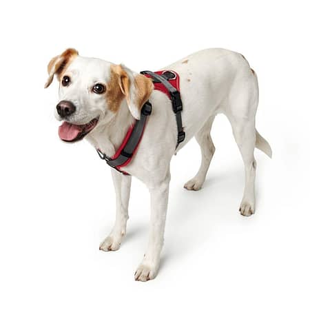 Maldon red dog harness