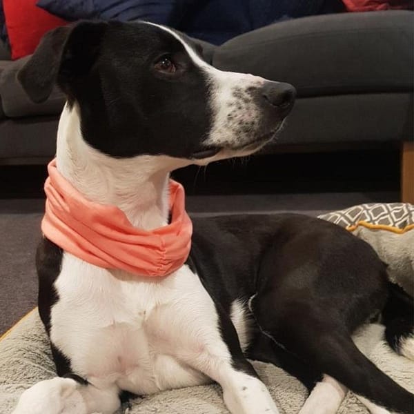 Black and white dog wears peach merino dog scarf