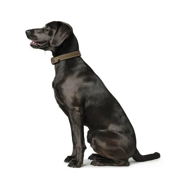 nubuk olive leather dog collar worn by black Labrador