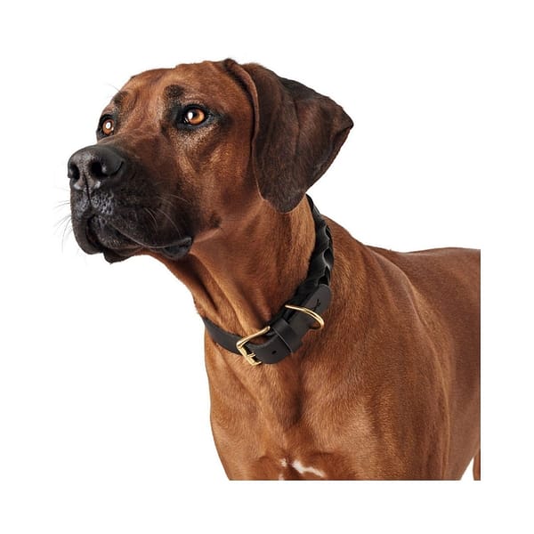 Zanzibar braided black leather dog collar