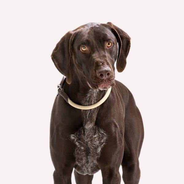 Dog Training Collars & Leashes